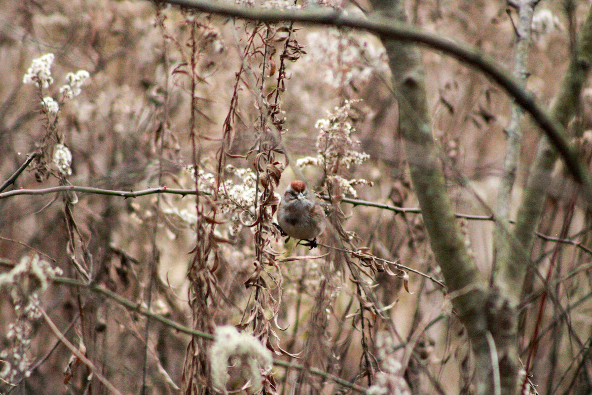 American Tree Sparrow - ML645993303