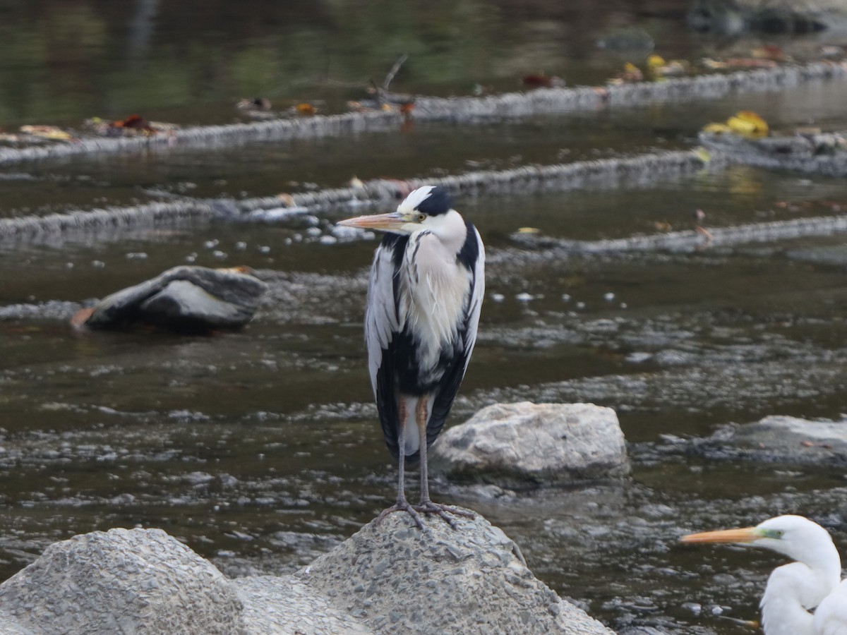 gråhegre - ML645993310