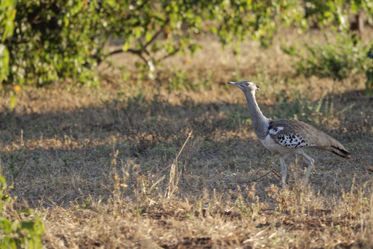 Kori Bustard - ML645993311