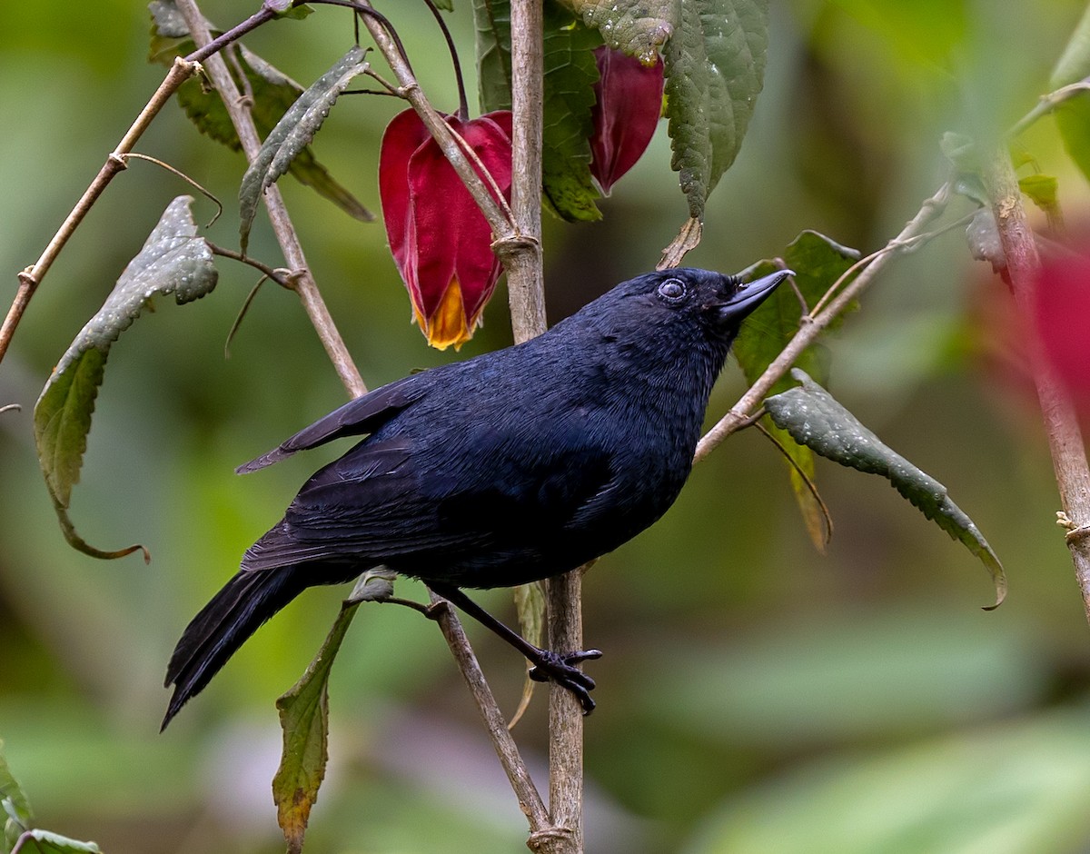 White-sided Flowerpiercer - ML645993313