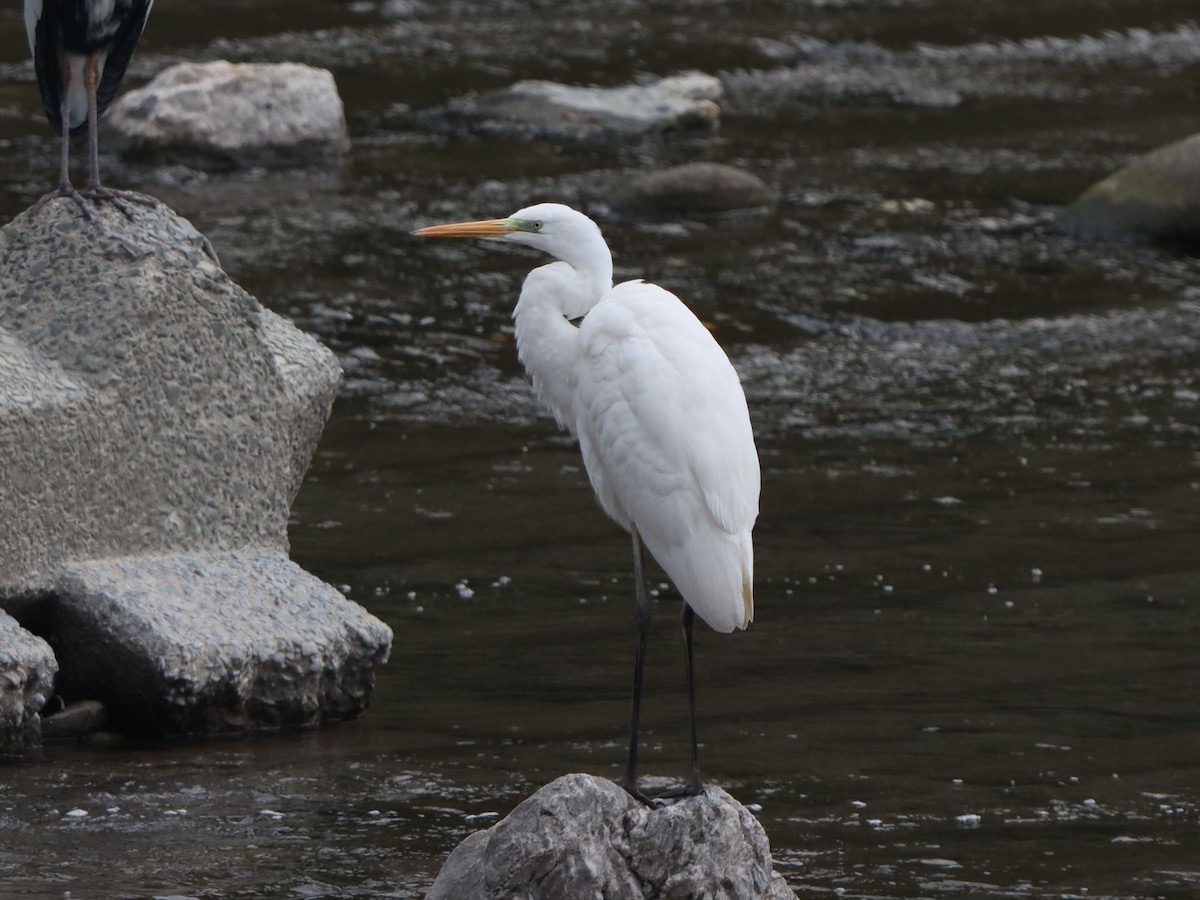 egretthegre - ML645993314