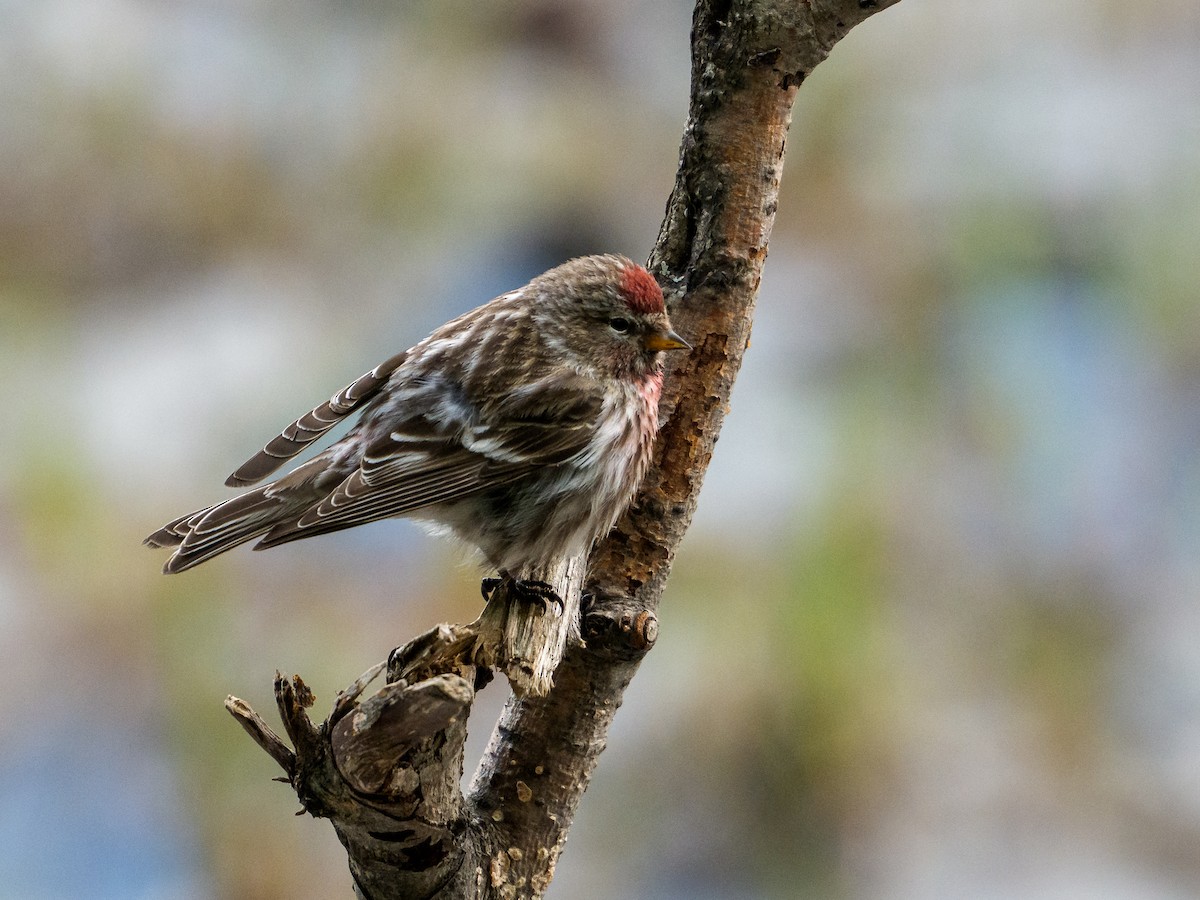 Redpoll - ML645993337
