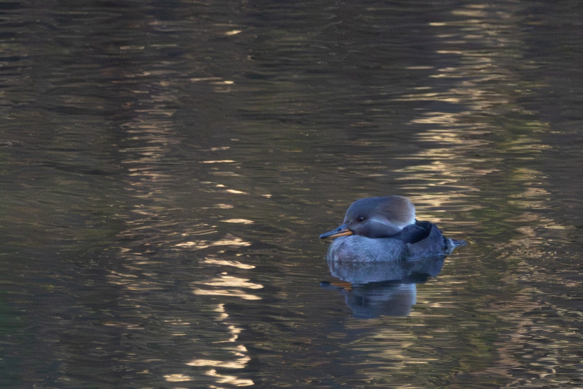 Hooded Merganser - ML645993338