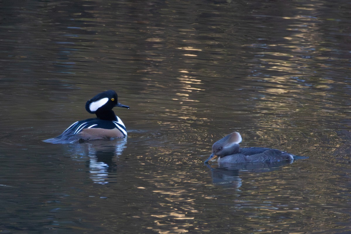 Hooded Merganser - ML645993339