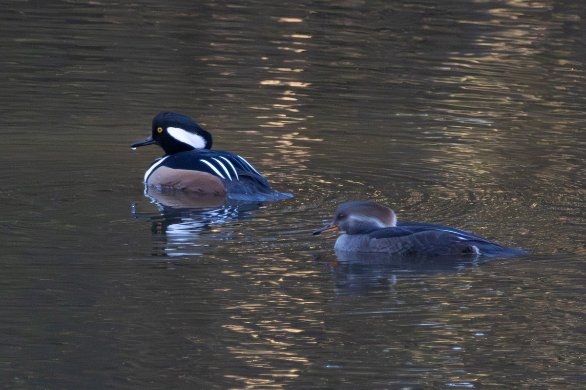 Hooded Merganser - ML645993340