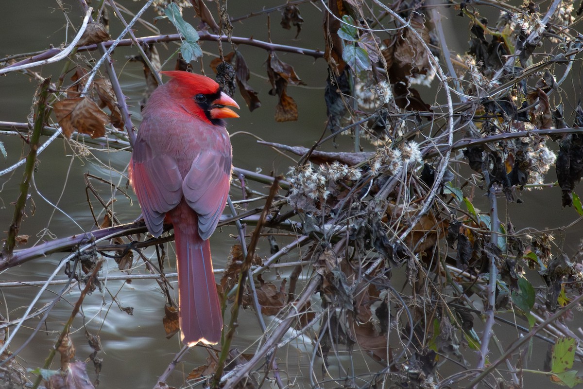 ショウジョウコウカンチョウ - ML645993345