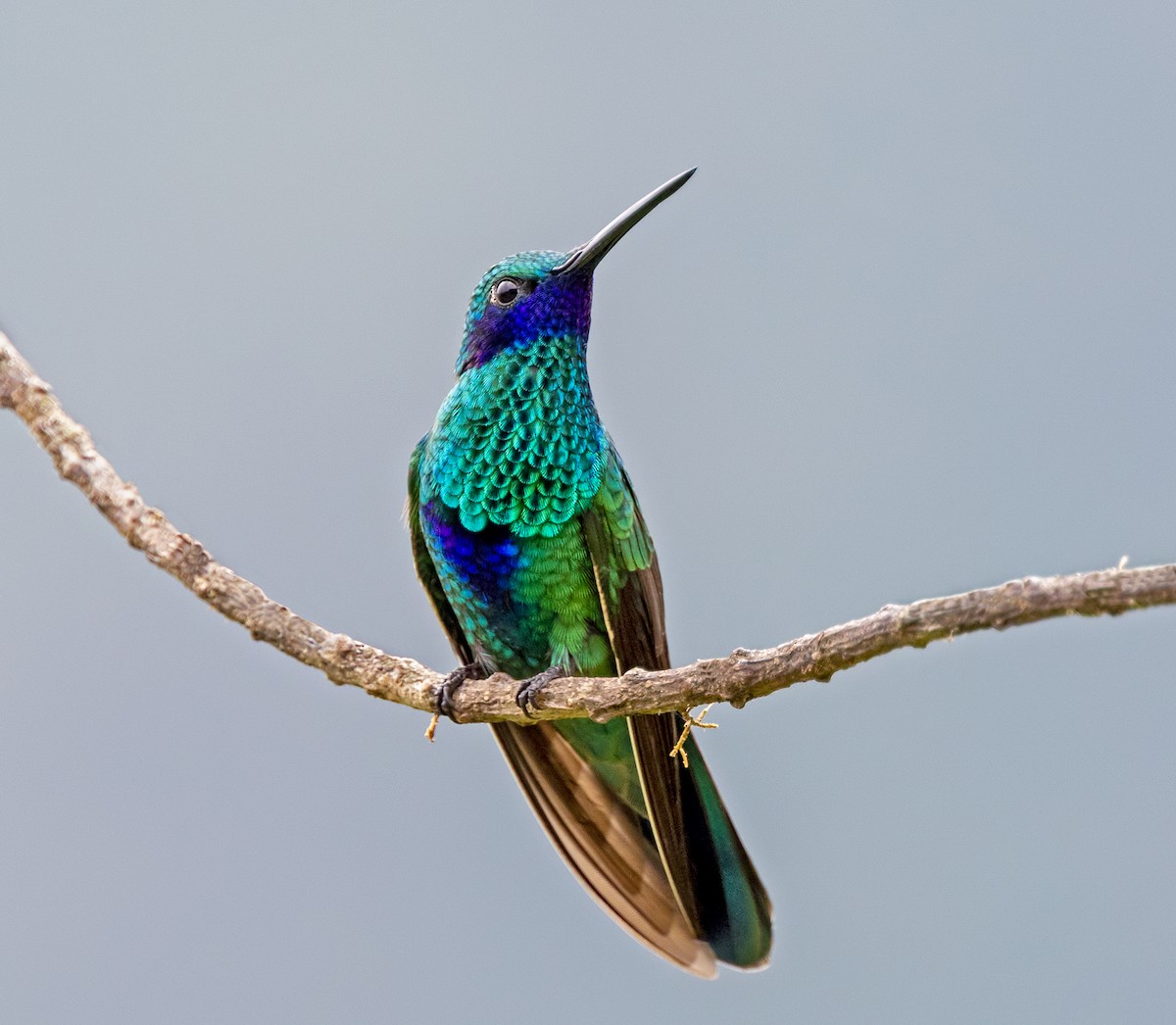 Колібрі синьочеревий - ML645993346