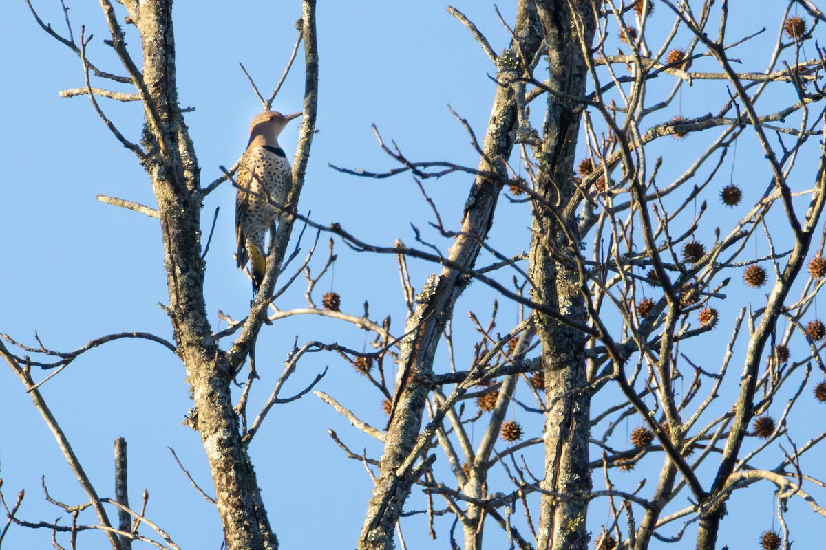 Northern Flicker - ML645993349