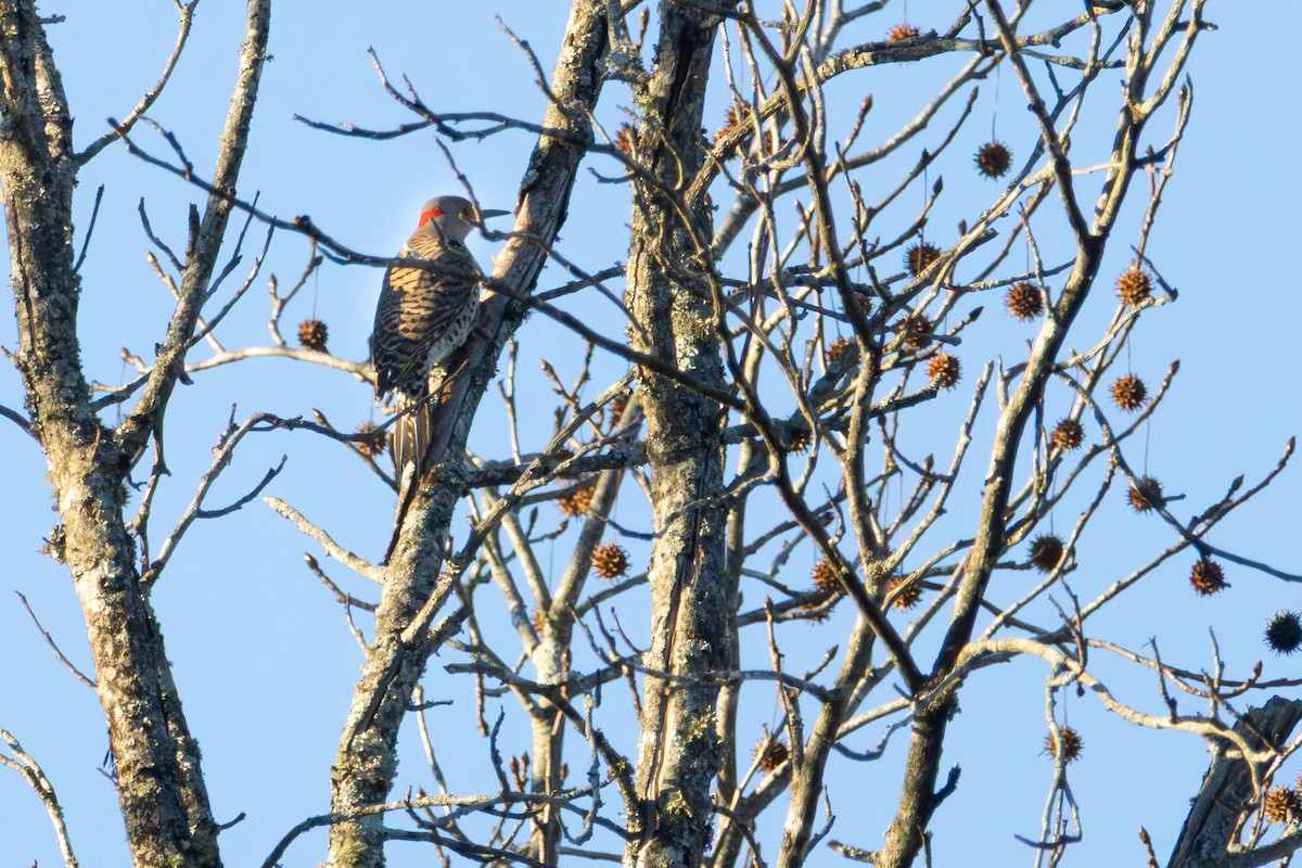Northern Flicker - ML645993350