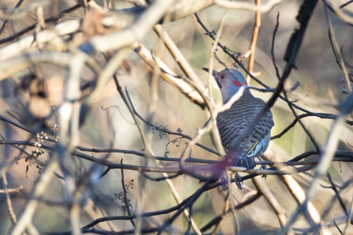 Northern Flicker - ML645993351