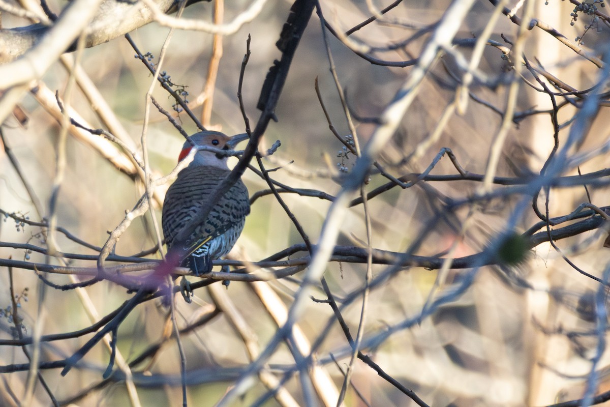 Northern Flicker - ML645993352