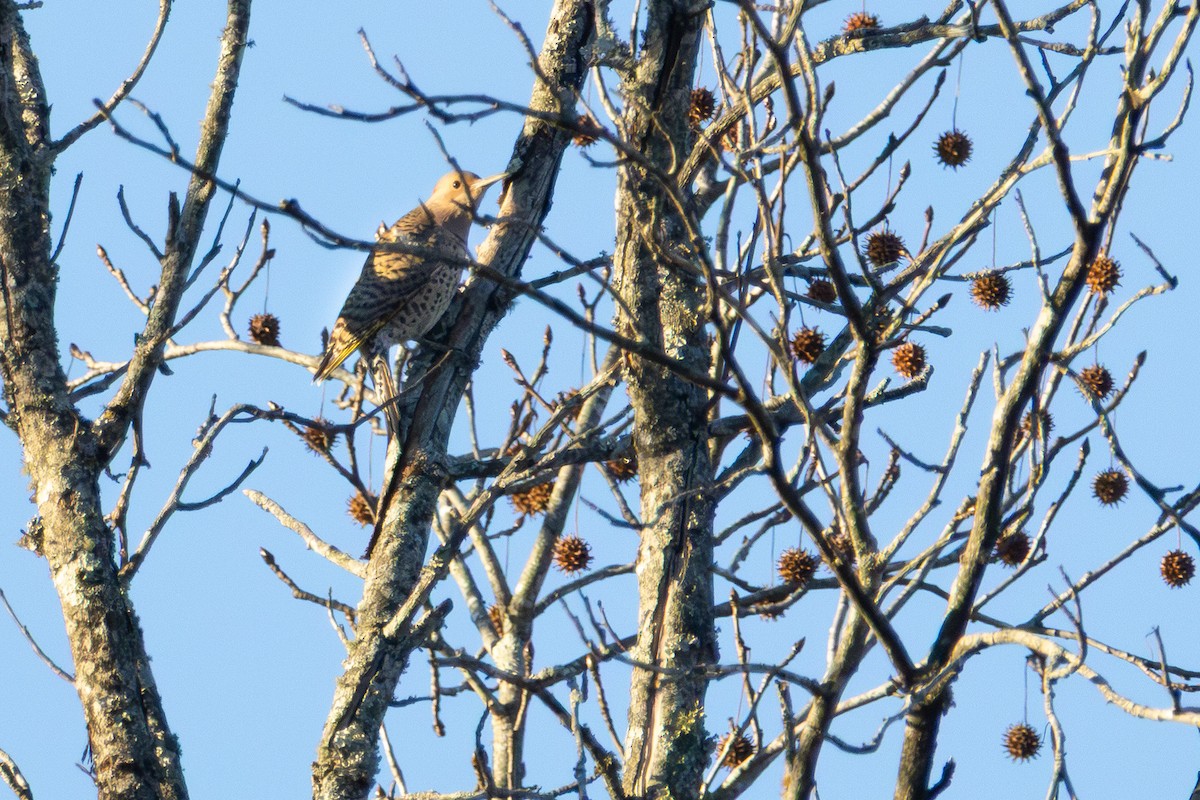 Northern Flicker - ML645993353