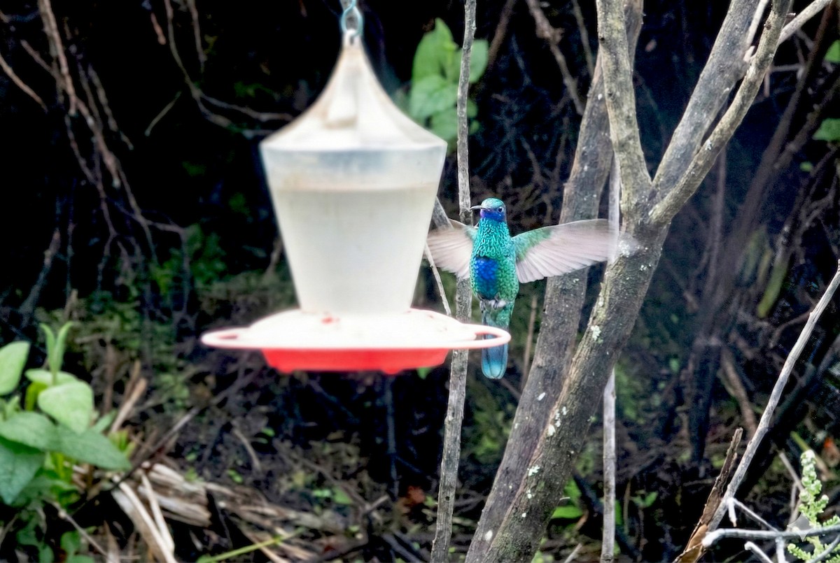 Колібрі синьочеревий - ML645993354