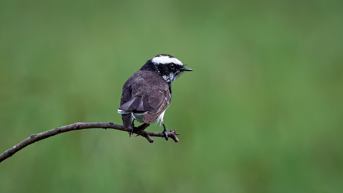 White-browed Fantail - ML645993355
