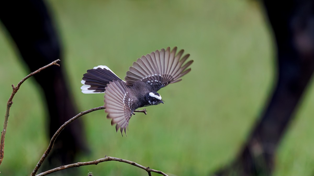 White-browed Fantail - ML645993356
