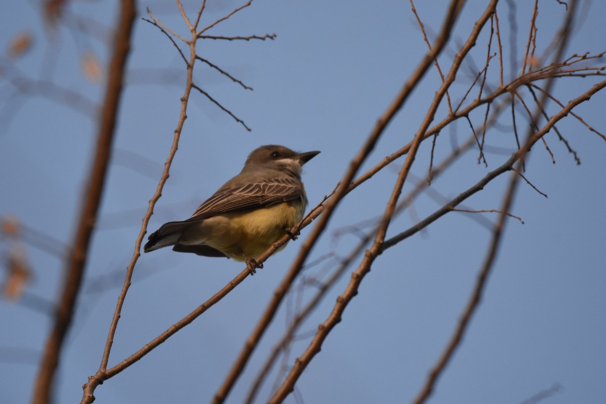 Cassin's Kingbird - ML645993357