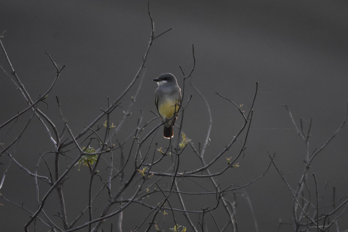 Cassin's Kingbird - ML645993358