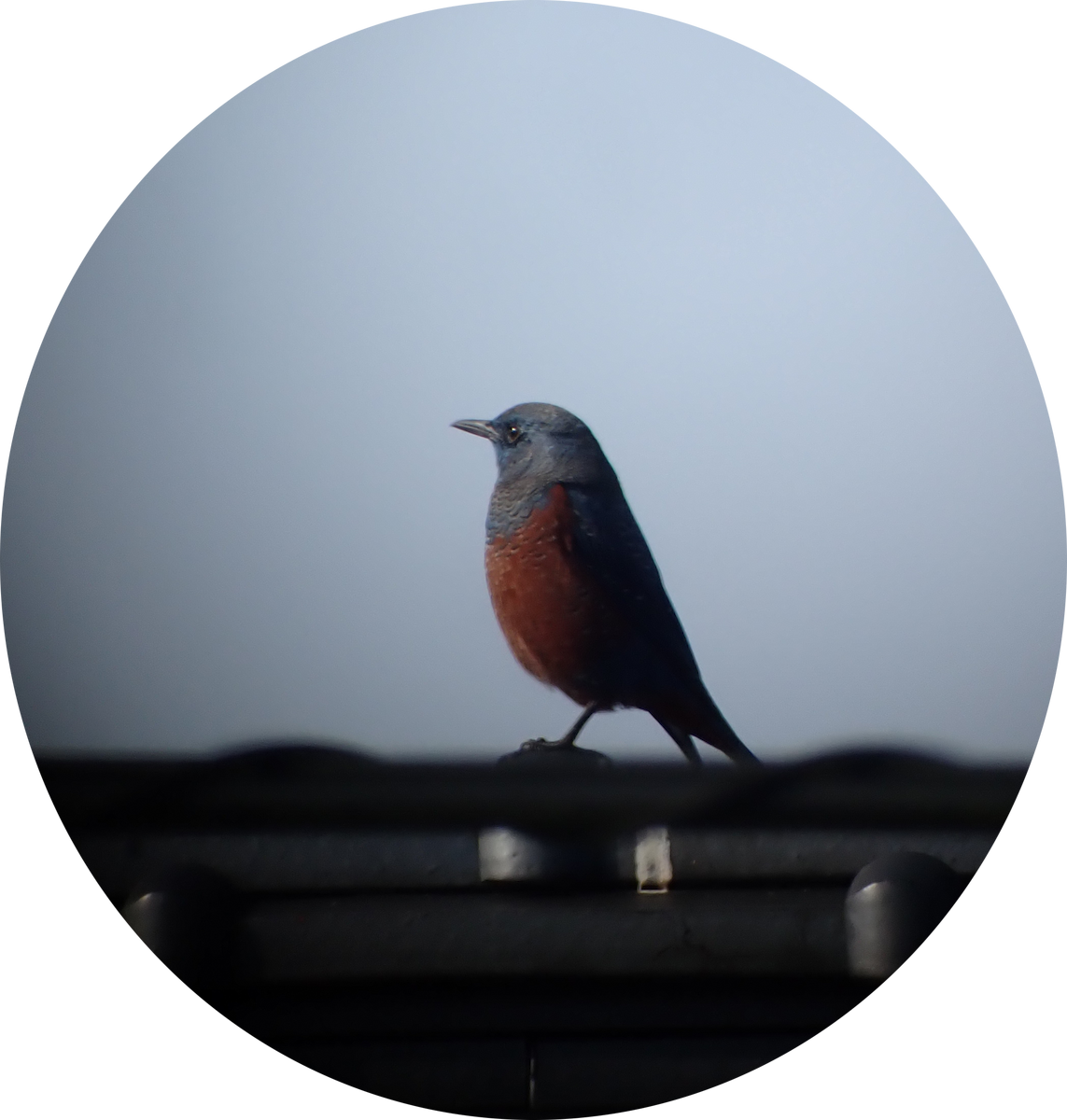 blåtrost - ML645993359