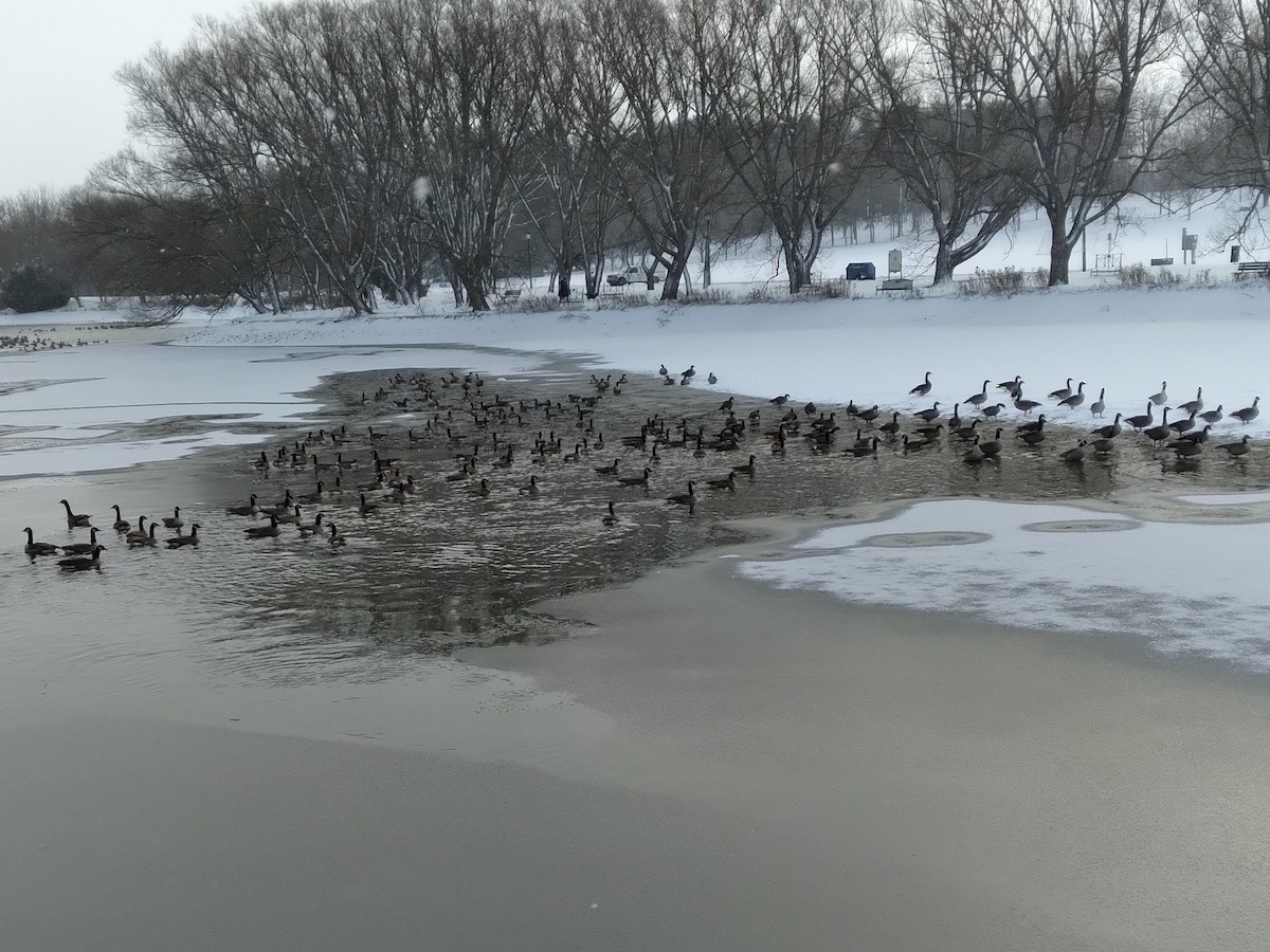 カナダガン - ML645993360