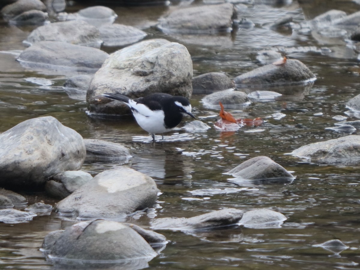 japanerle - ML645993364