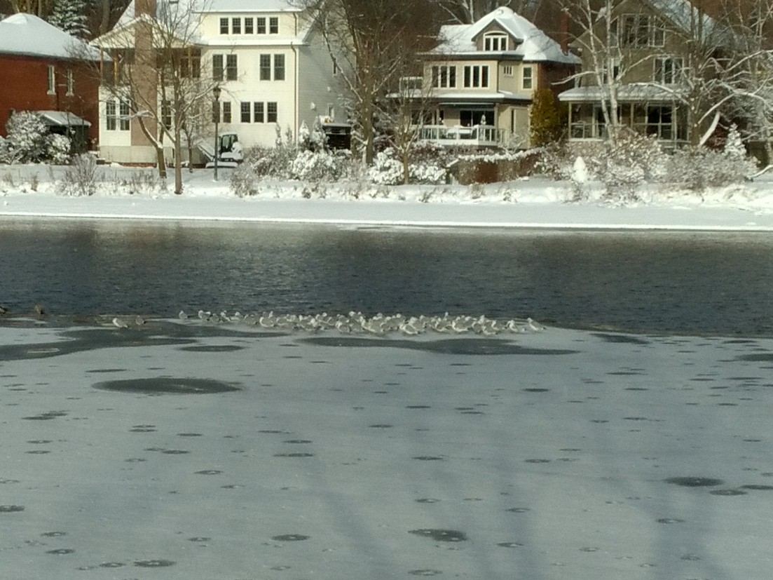 クロワカモメ - ML645993366