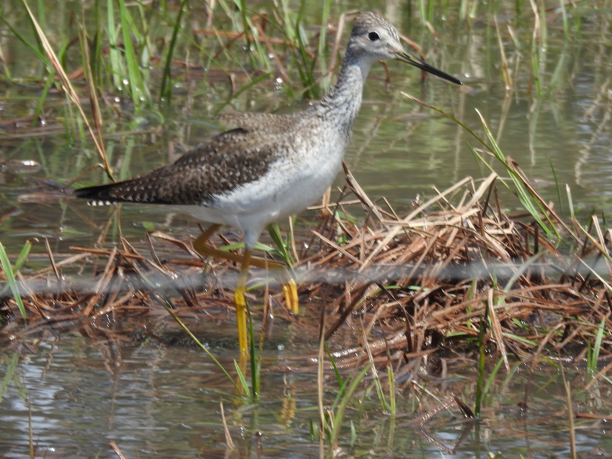 Greater Yellowlegs - ML645993378