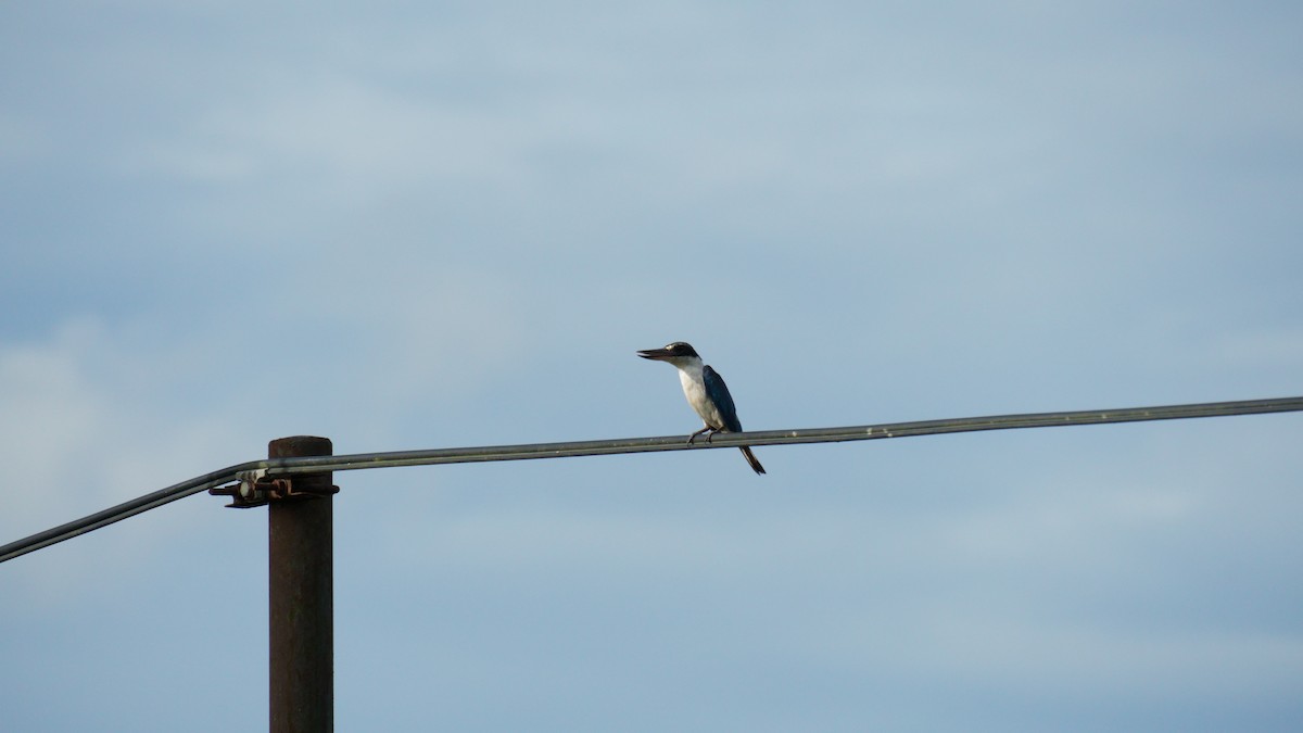 Collared Kingfisher - ML645993379