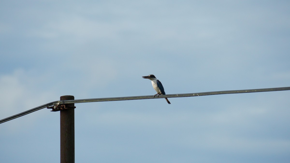 Collared Kingfisher - ML645993380