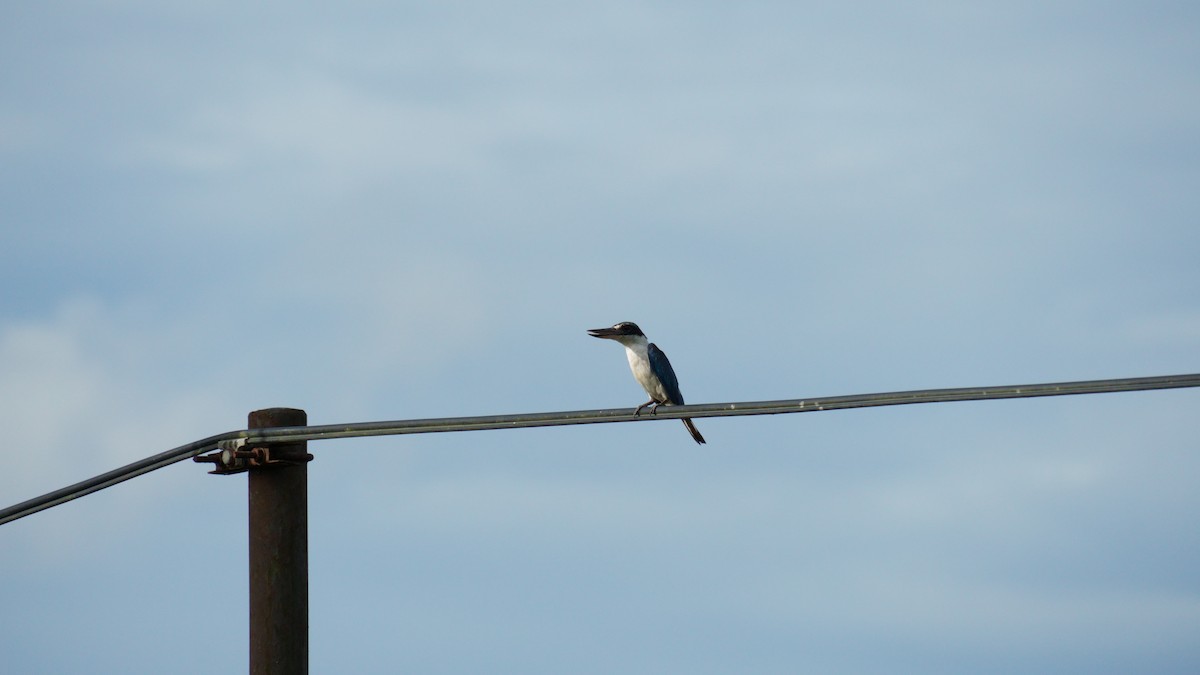 Collared Kingfisher - ML645993381