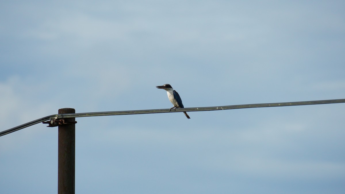 Collared Kingfisher - ML645993382