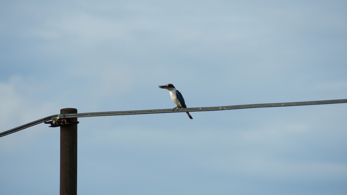Collared Kingfisher - ML645993383
