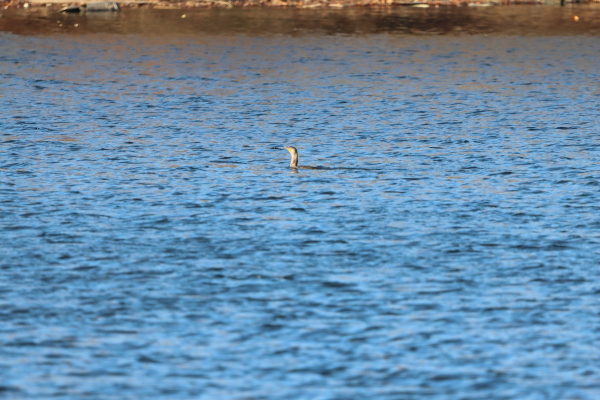 kormorán velký - ML645993390