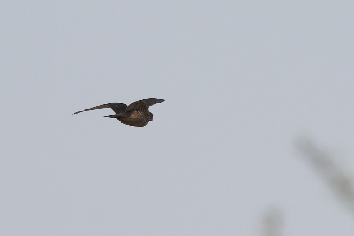 Eurasian Goshawk - ML645993414