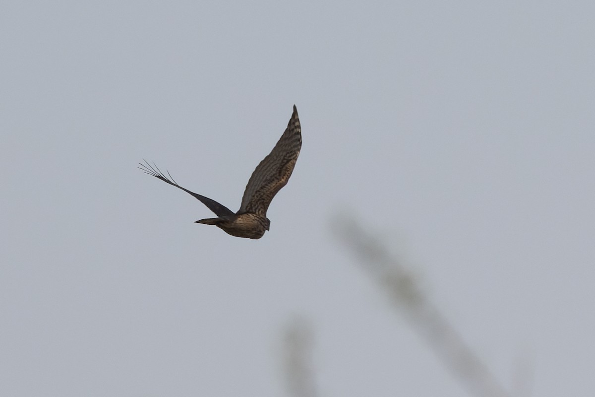 Eurasian Goshawk - ML645993415