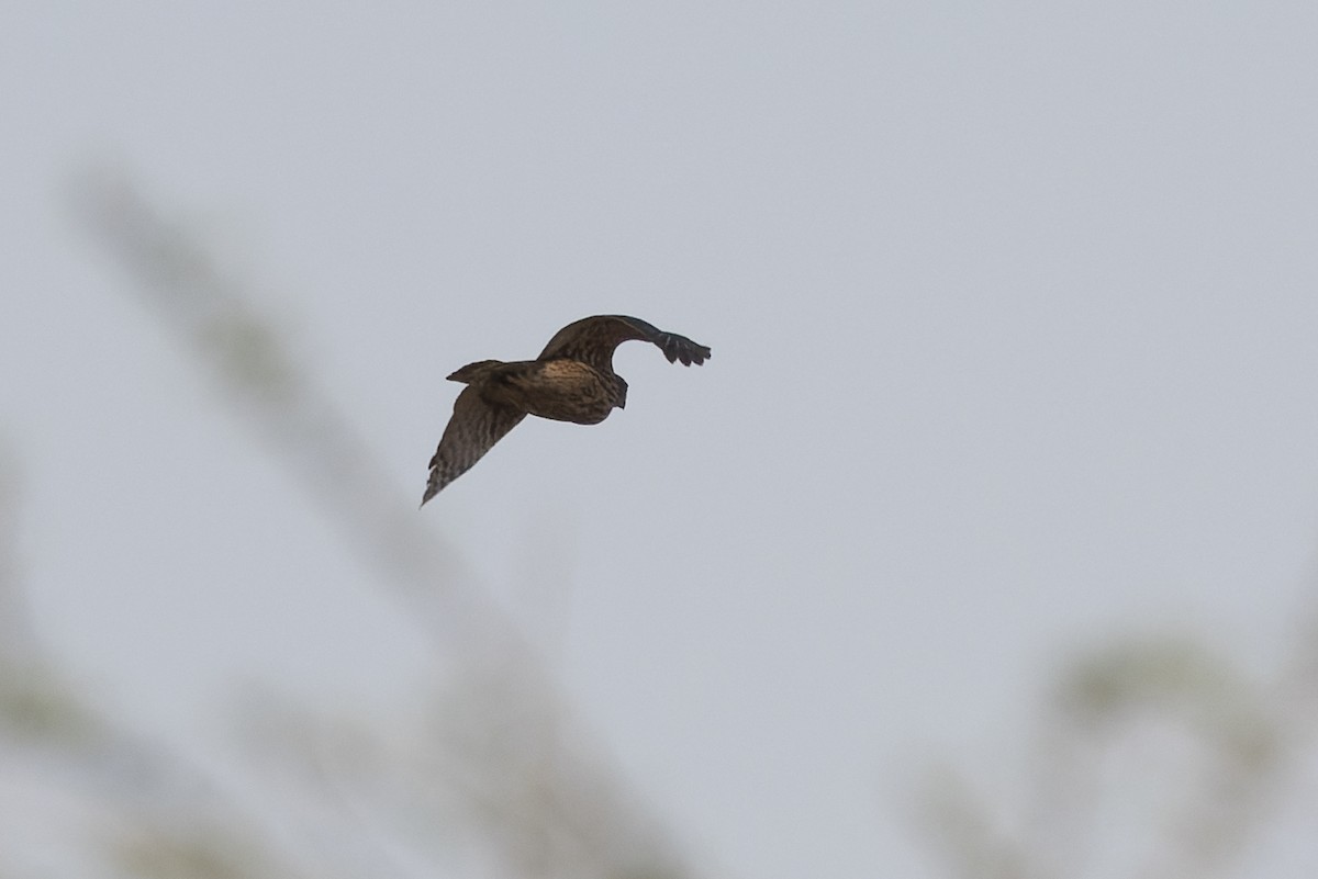 Eurasian Goshawk - ML645993416