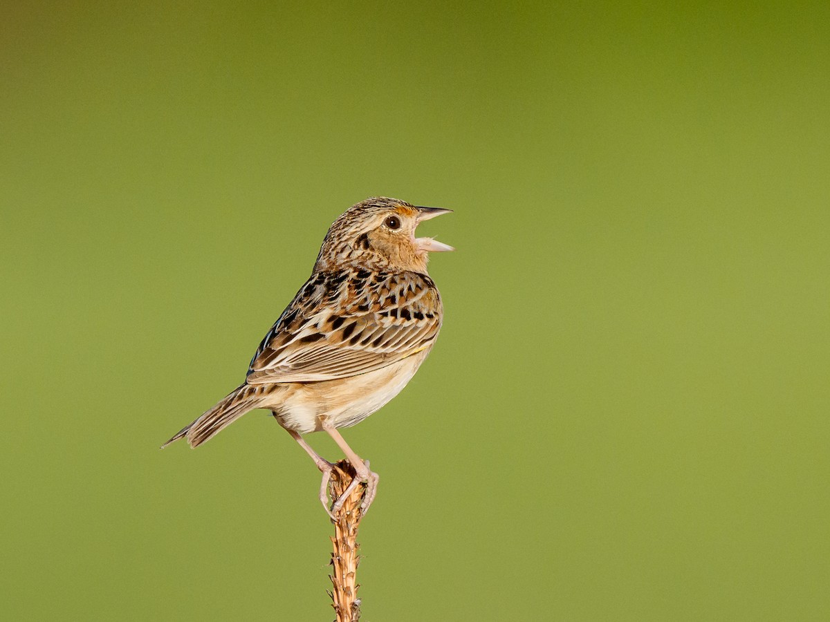 Grasshopper Sparrow - ML645993420