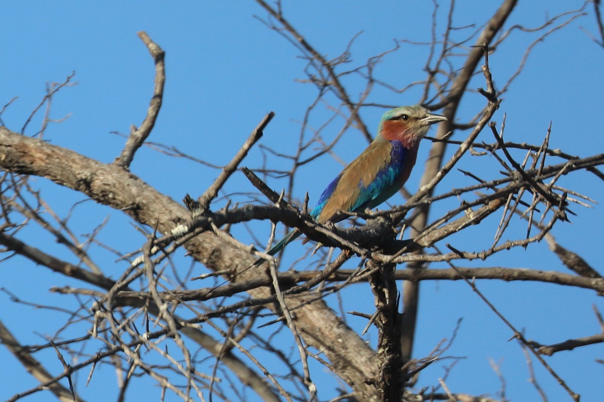 Lilac-breasted Roller - ML645993421