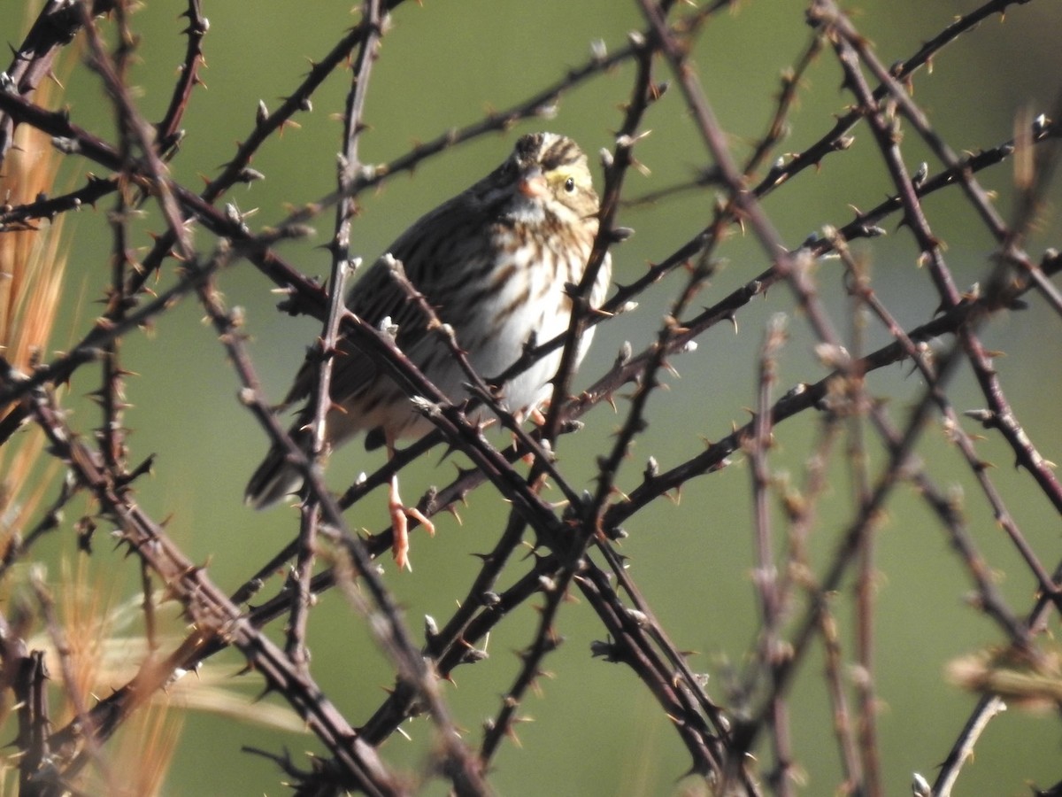 Savannah Sparrow - ML645993441