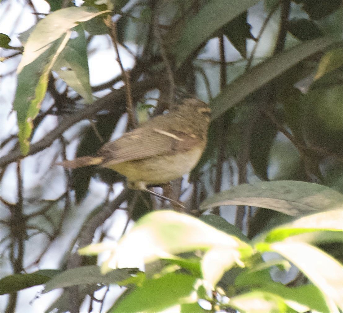 Hume's Warbler - ML645993442