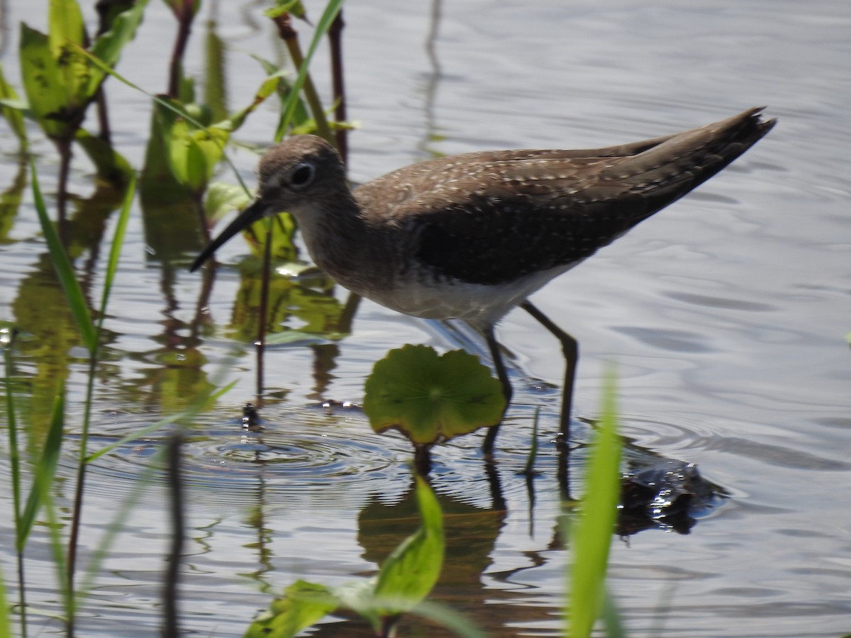 Solitary Sandpiper - ML645993456