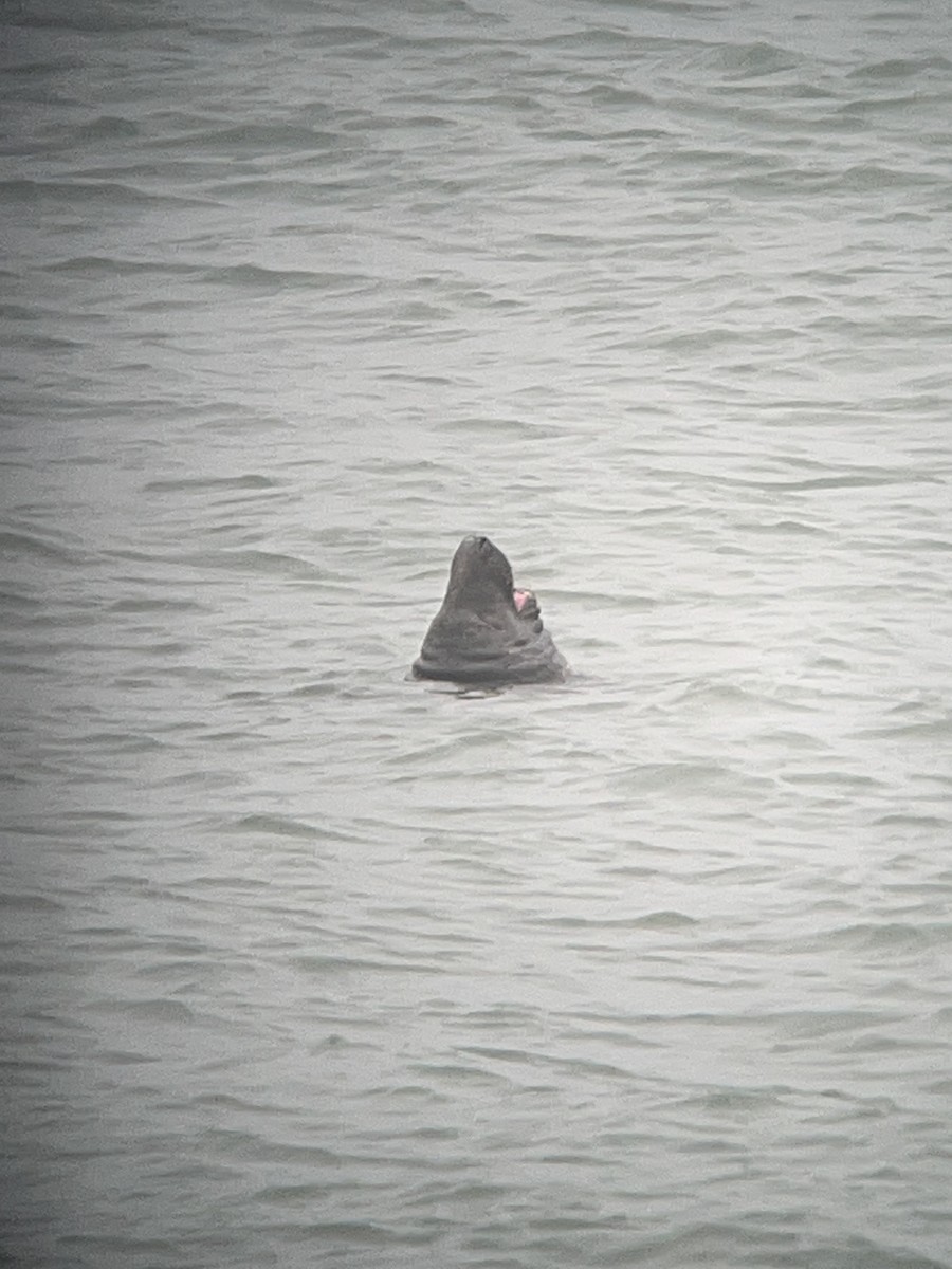 Grey Seal - ML645993460