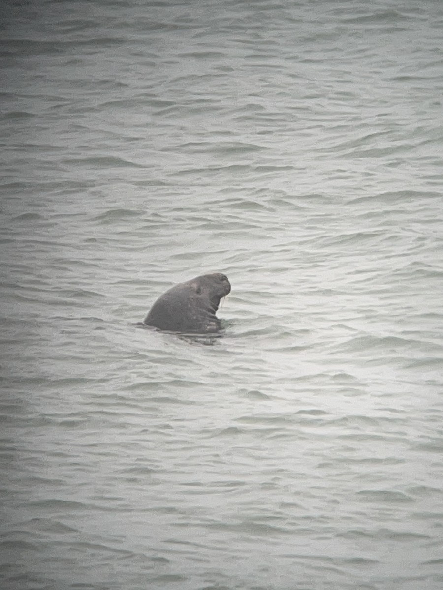 Grey Seal - ML645993461