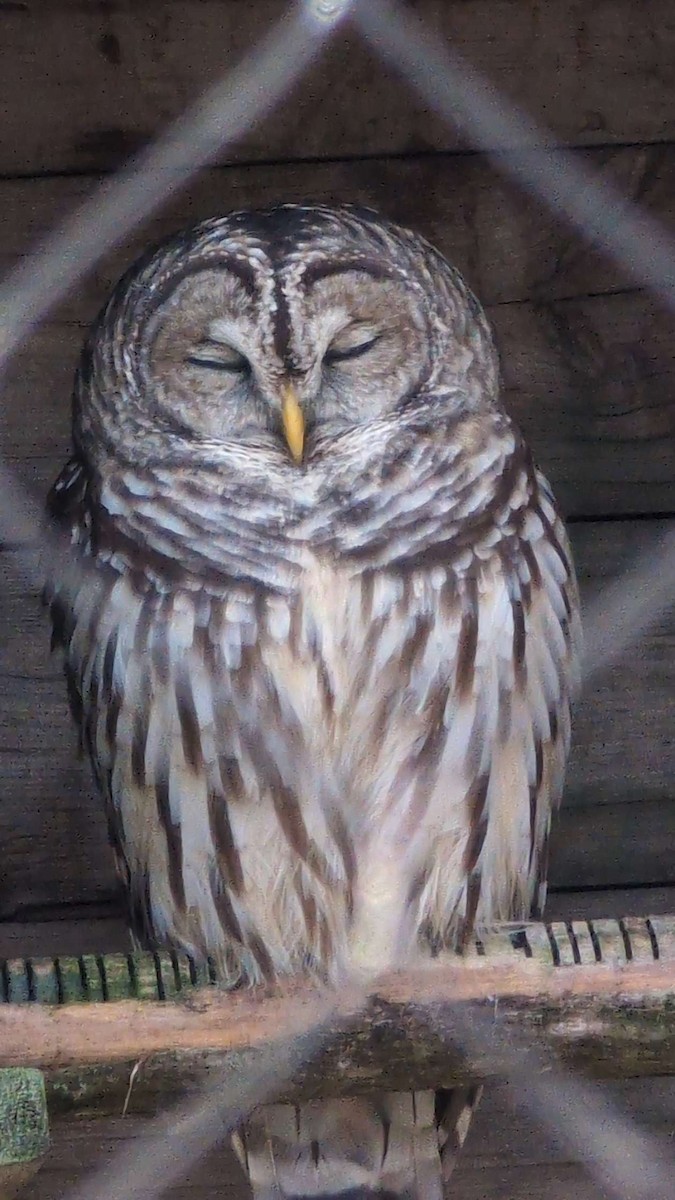 Barred Owl - ML645993464