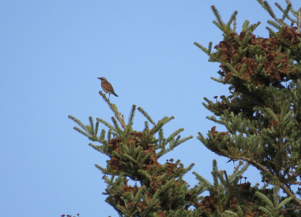 svartflekktrost - ML645993466