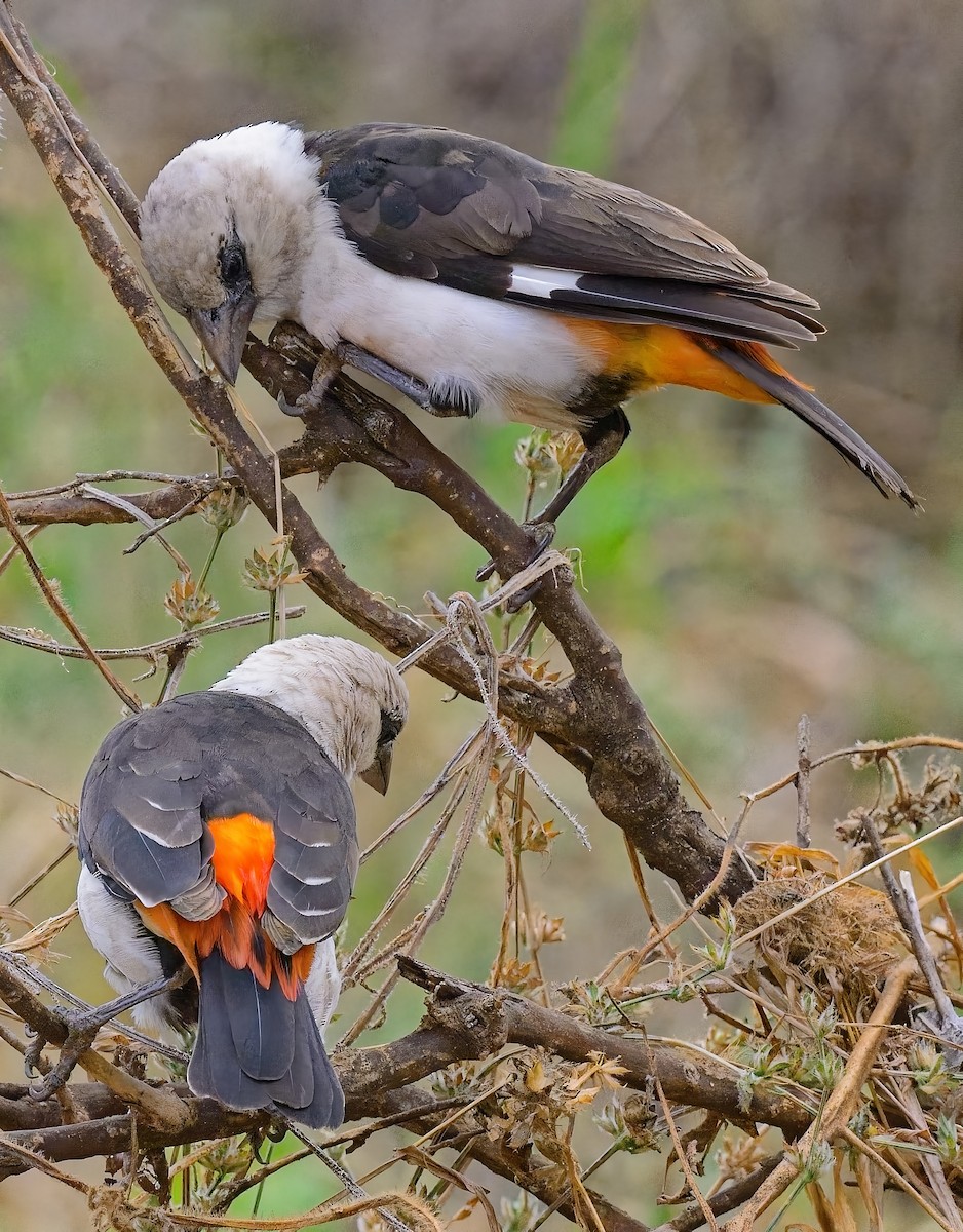 White-headed Buffalo-Weaver - ML645993467