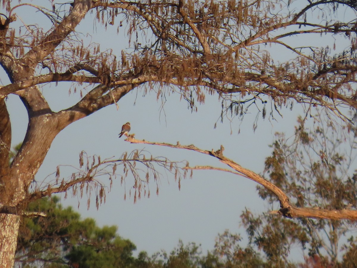 American Kestrel - ML645993468