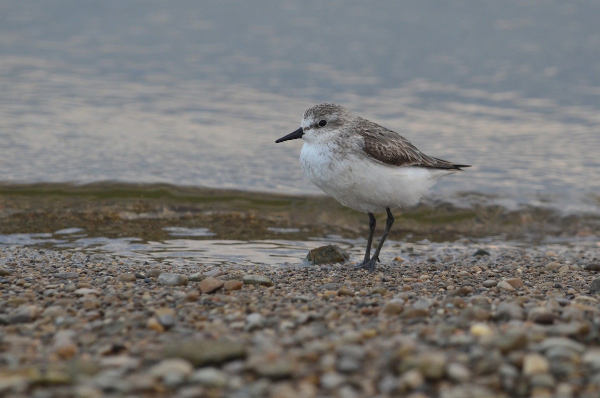 jespák srostloprstý - ML645993472