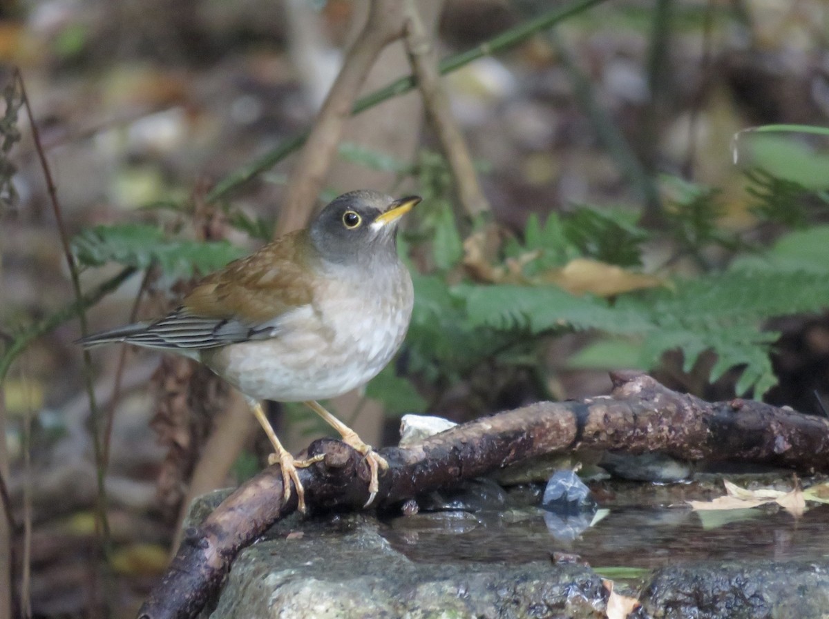 blektrost - ML645993478