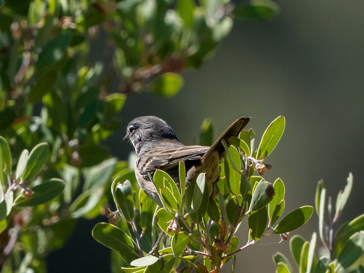 Bell's Sparrow - ML645993487