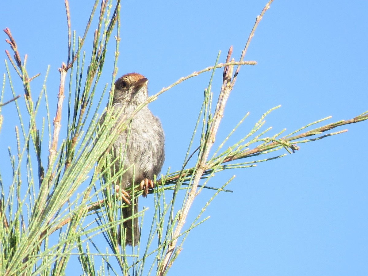 Piping Cisticola - ML645993488